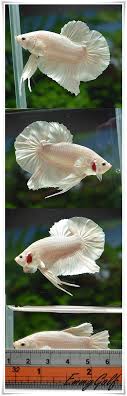 Breeder and seller🇮🇩 official account @fahmi_wahyudi96 flash deal account & lelang live giant only wa: 100 Giant Bettas Ideas Betta Fish Pet Betta Fish