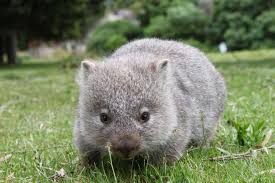 Image result for Common wombat