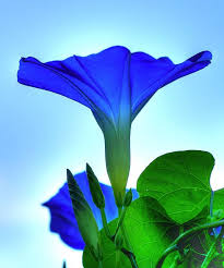 Everything's a song (to me) 3. In The Morning Sun Morning Glory Flowers Garden Vines Morning Glory