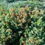 Image result for Eriocephalus ambiguus