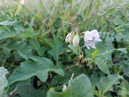 Image result for Solanum litoraneum