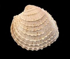 Image result for Gnidia