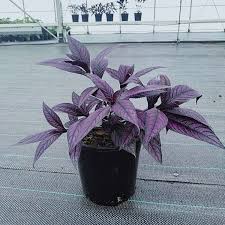 Image result for Strobilanthes