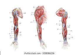 Adhering to your craving to always fulfil the inspiration to receive everybody is now straightforward. Muscles Arm Graphic Anatomy Stock Illustration 1038386236