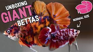 Some believe that it is a hybrid between betta splendens and betta raja (raja = king). Giant Betta Fish Unboxing 5 Of The Biggest Bettas Ever Youtube