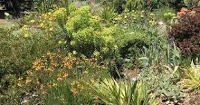 Low-Water Lawn Alternatives