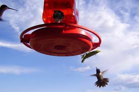 If you see a mantis on your hummingbird feeder you should remove it. Birds Beware The Praying Mantis Wants Your Brain The New York Times