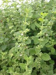 Pin On Mygardenanswers