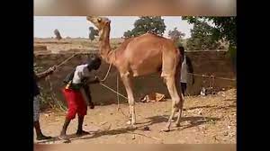I am a bad person. Camel Kicks A Dude Youtube