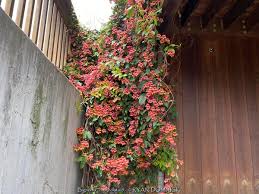 Image result for Bignonia capreolata