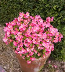 Image result for begonia semperflorens