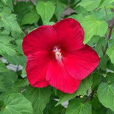 Image result for Hibiscus ludwigii