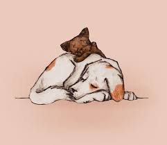 Adorable golden dog and little kitty sleeping together and cuddling, cozy. Aesthetic Dog And Cat Pictures Novocom Top