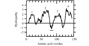 How many codons are there? Hydropathy Plot Of The 17 Kda Protein Predicted Amino Acid Sequence Download Scientific Diagram