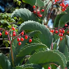 Image result for Cyphostemma jaegeri