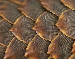 Inspired by the peaceful pangolins, their scales reminiscent of dragons and other mythical creatures. Pangolin Scales Stock Image C047 2448 Science Photo Library