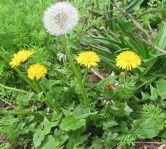 The small one usually seen in gardens is often pink or. Common Garden Weeds Weed Identification