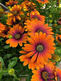 African Daisy Flower Aesthetic Beautiful Flowers Garden Tattoos