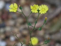 Image result for Youngia