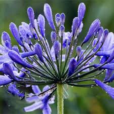 Egrow 100 Pcs Pack Agapanthus Seeds Agapanthus Africanus Bonsai Home Garden Flower D Agapanthus Africanus Agapanthus Flower Garden