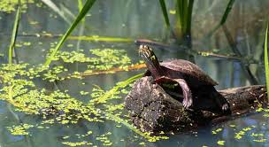 With your help, your turtle can live a long and healthy life. Where Do Painted Turtles Live With Pictures And Maps Turtleowner Com