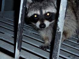 The sounds are often described as slow moving and plodding, as if something is being dragged around the attic. That Scratching Sound Behind Your Wall It S Not A Ghost Raccoon Large Animals Small Pets