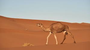How fast can a camel drink? Camel Fact Sheet Blog Nature Pbs