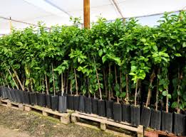 Plant a fruit tree today to start growing your own healthy and. Commercial Fruit Trees Commercial Citrus Trees For Sale Sunset Nursery Inc Yuma Arizona