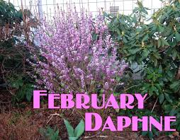 Image result for Daphne mezereum