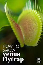 Venus Flytraps Make Exciting Houseplants Here S How To Grow And Feed Them Venus Fly Trap Venus Fly Trap Care Plants