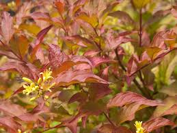 Dwarf bush honeysuckle is a great shrub for those difficult dry, shaded areas. Great Design Plant Northern Bush Honeysuckle A Bronze Beauty