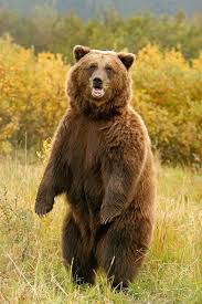 Black Bear Vs Grizzly Bear Size Difference Brown Bear Standing Tall Brown Bear Kodiak Bear Bear