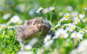 It is a kindness you do for me. Sandra Fitzgerald Author At Aughton Meadows