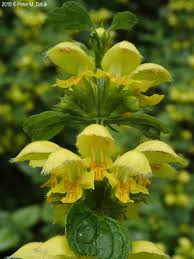 Image result for Lamium galeobdolon