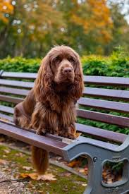 Image result for sussex španěl