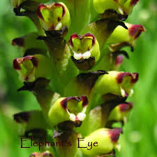 Image result for Corycium