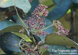 Image result for Heritiera