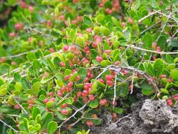 Image result for Gymnosporia arenicola