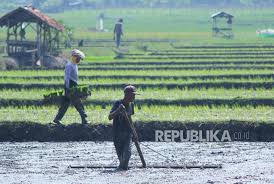 Untuk lebih jelasnya, berikut beberapa gambar sketsa petani dan burung pipit yang dapat kamu jadikan sebagai referensi dalam menggambar atau hiasan di ponsel ataupun rumah. Petani Di Banyumas Diminta Mulai Tanam Oktober Republika Online