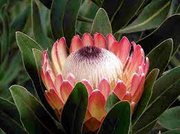 Protea Protea Flower Amazing Flowers Rare Flowers