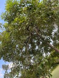 Image result for Vitex doniana