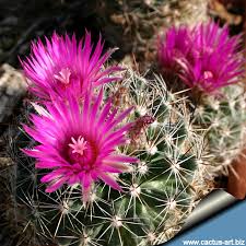Well you're in luck, because here they come. Escobaria Vivipara Rp113 Ft Union New Mexico