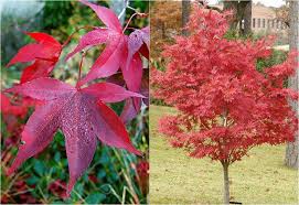 Japanischer ahorn besticht im herbst mit einer wunderschönen blattfärbung und zaubert durch seine außergewöhnliche form einen hauch von asien in jeden garten. Japanischer Ahorn 18 Ahorn Arten Und Pflegetipps Fur Den Roten Strauch