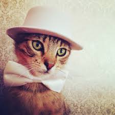 Search, discover and share your favorite cats wearing clothes gifs. 200 Cat Kittens Wearing Clothes Ideas Kittens Cats And Kittens Cats