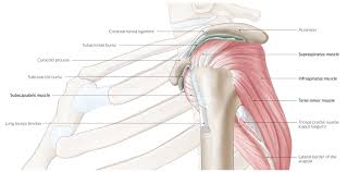 The shoulder joint has the most range of motion of any joint on the human body, and it needs all these nuanced muscles to make that possible. Shoulder Axilla And Brachial Plexus Amboss