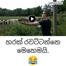 The facebook party sinhala joke videos sinhala comedy videos binkly. Sinhala Joke Home Facebook