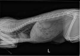 Cat X Ray Pictures Ragdoll Cat Chest Abdomen X Ray Photos Cat Health Problems Cat Health Care Ragdoll Cat