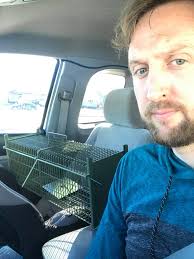 Garden skunk trapping tips needed