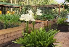 Image result for Crinum jagus