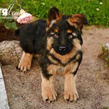 For Example For Order German Shepherd Puppy Handmade Etsy Puppies are 7 weeks now and ready to go to their new homes just in time for christmas. for example for order german shepherd puppy handmade stuffed realistic animal